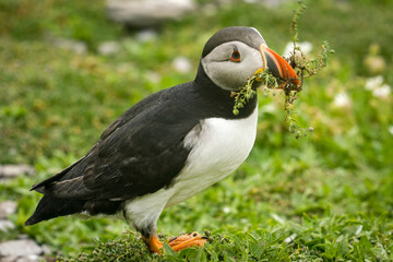 Bird photography: Puffin with grass in the beak