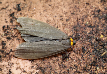 Ein Rotkragen Flechtenb&auml;rchen (Atolmis rubricollis) im Iago Stadium auf einem Stein.