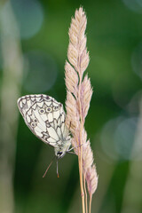 Ein Schachbrettfalter auf einer Graspflanze auf einer Wiese.

