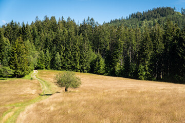 The tree in the middle of hay field, surrounded by forest. © Filip