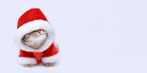 Cute little Kitten poked its nose out. Funny Santa Claus. New Year greeting card. Cat in Santa costume. Kitten Santa Claus on the white background. Merry Christmas 2023. Happy New Year. Space for text