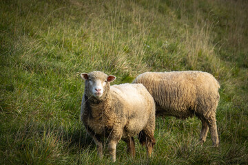 gros plan sur des moutons dans une pâture