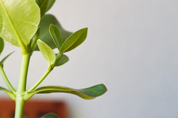 Pretty potted clusia rosea plant in growth phase