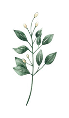 Botanical green leaves with flower buds, watercolor painting