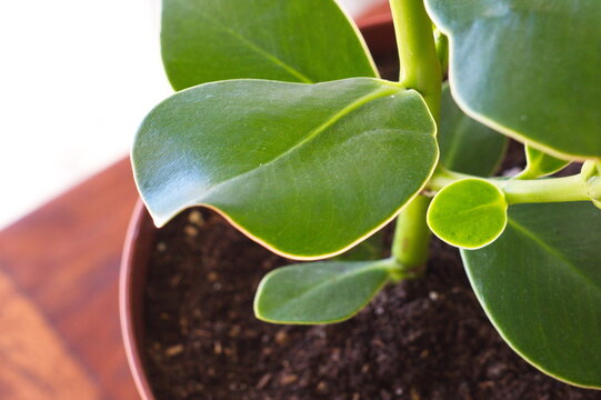 Pretty potted clusia rosea plant in growth phase