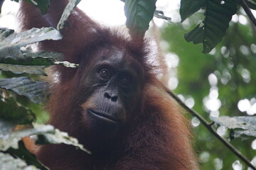 Sumatran Orangutan