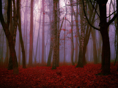 Strange autumn forest in the fog. Red mystical forest in late autumn. Paranormal gloomy woods.