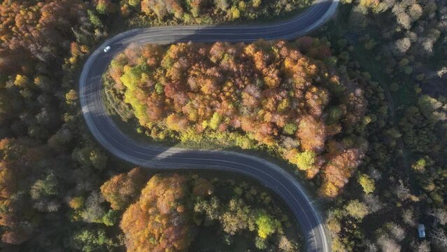 Aerial view of road amidst trees during autumn
