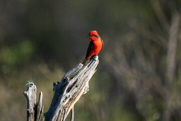 Austral vermilion flycatcher also known as Scarlet flycatcher posing in profile on an tree trunk.