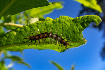 Graceful black caterpillar with bright white antennae in the shadow of a green leaf with blue sky in the background