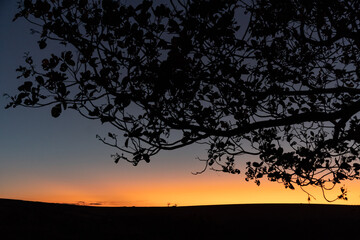 Silhouette of tree branches with leaves in amazing and illuminated orange sunset on blue sky