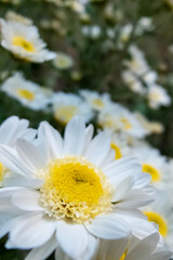 公園に咲く白菊