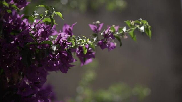 Closeup video of a green thin stem with several small purple leaves in a sunny day. 