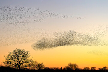 Plakat Beautiful large flock of starlings. A flock of starlings birds fly in the Netherlands. Starling murmurations. Gelderland in the Netherlands.