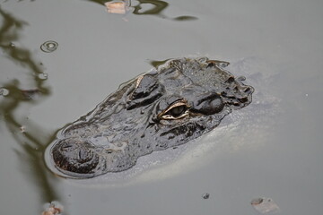 American alligator