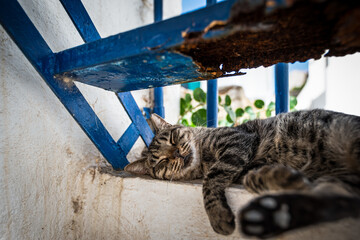 Die Katzen von Lefkes
