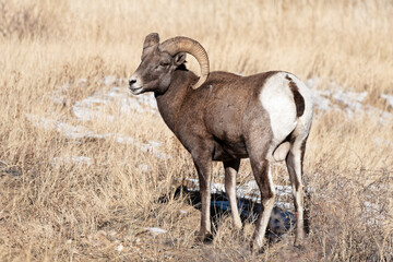 Obraz premium Colorado Rocky Mountain Bighorn Sheep. Bighorn Ram.