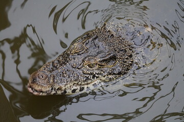 Nile crocodile