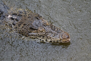 Nile crocodile