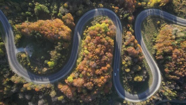 Aerial view of road amidst trees during autumn
