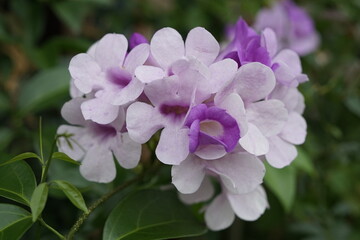 purple flowers in the garden