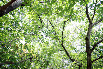 Obraz premium 新緑