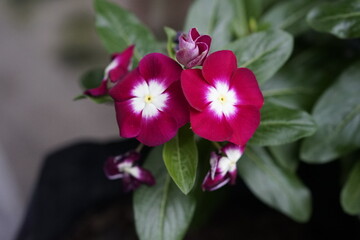 Obraz premium pink and white flower on tree in the garden