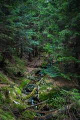Forest stream in Arieș mountains, Romania