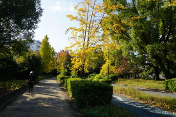 黄色と緑に高揚している木々が生える秋の公園と青い空