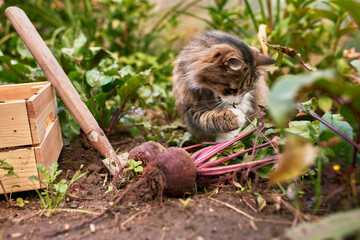 Male farmer picking fresh beetroot from his hothouse garden