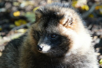 Common raccoon dog