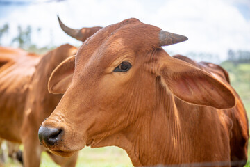 cow on a farm