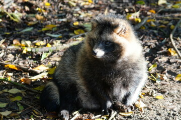 Common raccoon dog