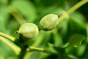 Walnut ovaries on a tree branch.