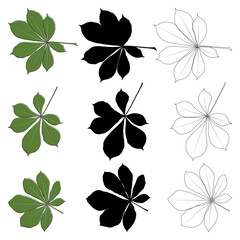 Set of vector chestnut leaf outline, silhouette black and coloured icon. Simple chestnut leaves illustration for logo. Realistic hand drawn leaves illustration set on white background.