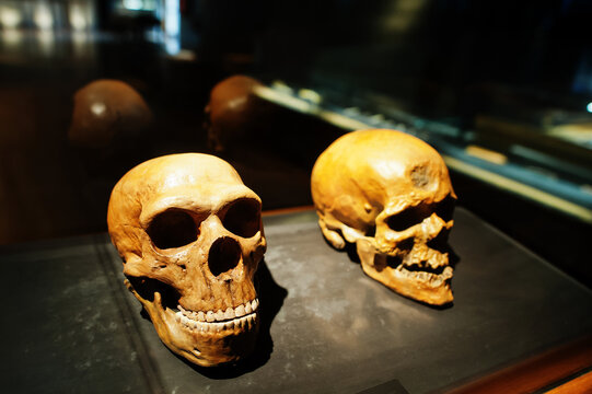 Pavlov, Czech Republic - May 06, 2022: Two skulls in a raw showing humans evolution at museum.