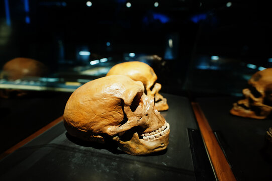 Pavlov, Czech Republic - May 06, 2022: Two skulls in a raw showing humans evolution at museum.