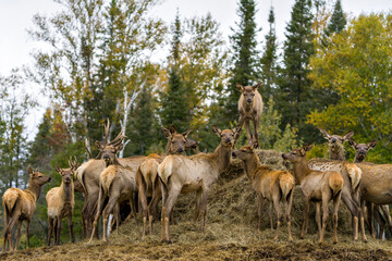 Naklejka na ściany i meble Elk Stock Photo and Image. Herd looking at the camera and feeding with a blur forest background in their environment and habitat surrounding.