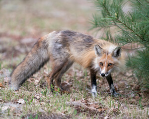 Red Fox Photo Stock. Fox Image. Close-up profile view in the springtime with pine tree branches background and looking at camera in its environment and habitat. Picture. Portrait.