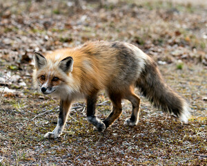 Red Fox Photo Stock. Unique fox close-up profile side view in the spring season in its environment and habitat with blur background displaying white mark paws, unique face, fur, bushy tail.  Picture.