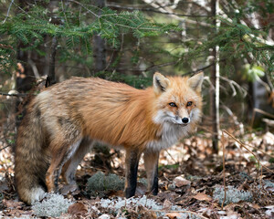 Red Fox Photo Stock. Fox Image. Close-up profile view in the spring season with moss and brown leaves on ground displaying fox tail, fur, in its habitat with a spruce branches and background.  