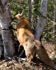 Red Fox Photo Stock. Fox Image. Close-up profile view standing on a birch tree looking for its prey in the spring season displaying fox tail, fur, in its environment and habitat.