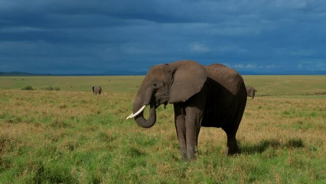 close up image of an african elephant in the grass of a kenyan wildlife park.