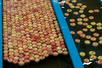 Flow of Apples Through Water in Apple Flumes in Fruit Packing Warehouse. Apple Receiving and Processing Prior Distribution to Market. Apples Being Washed, Sorted and Transported in Water Tank Conveyor