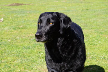 Labrador retriever enjoying nature and the outdoors