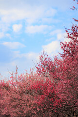 青空と梅の木