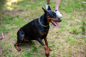 Beautiful doberman sits on the ground with his tongue hanging out