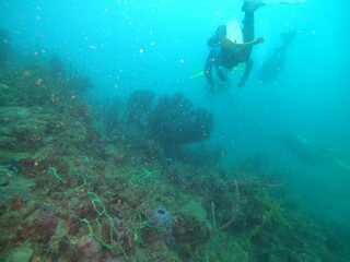 Naklejka na ściany i meble coral reef scuba diving underwater world