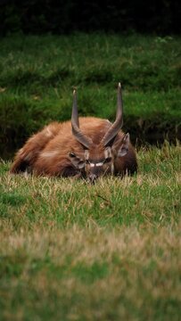 Vertical close-up view of a marshbuck resting on the grass