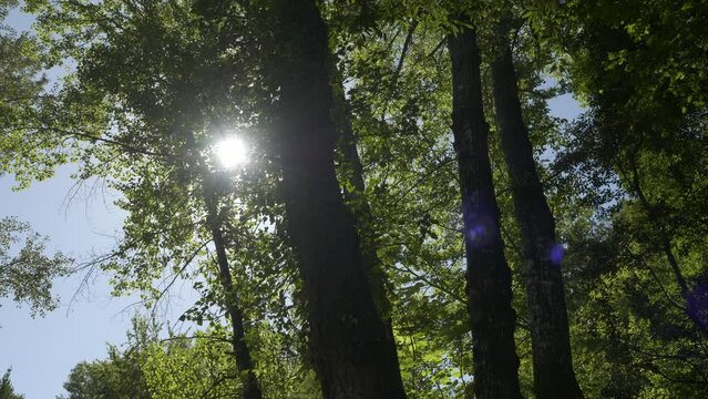 Soleil &agrave; travers feuillage de grands arbres avec flare
